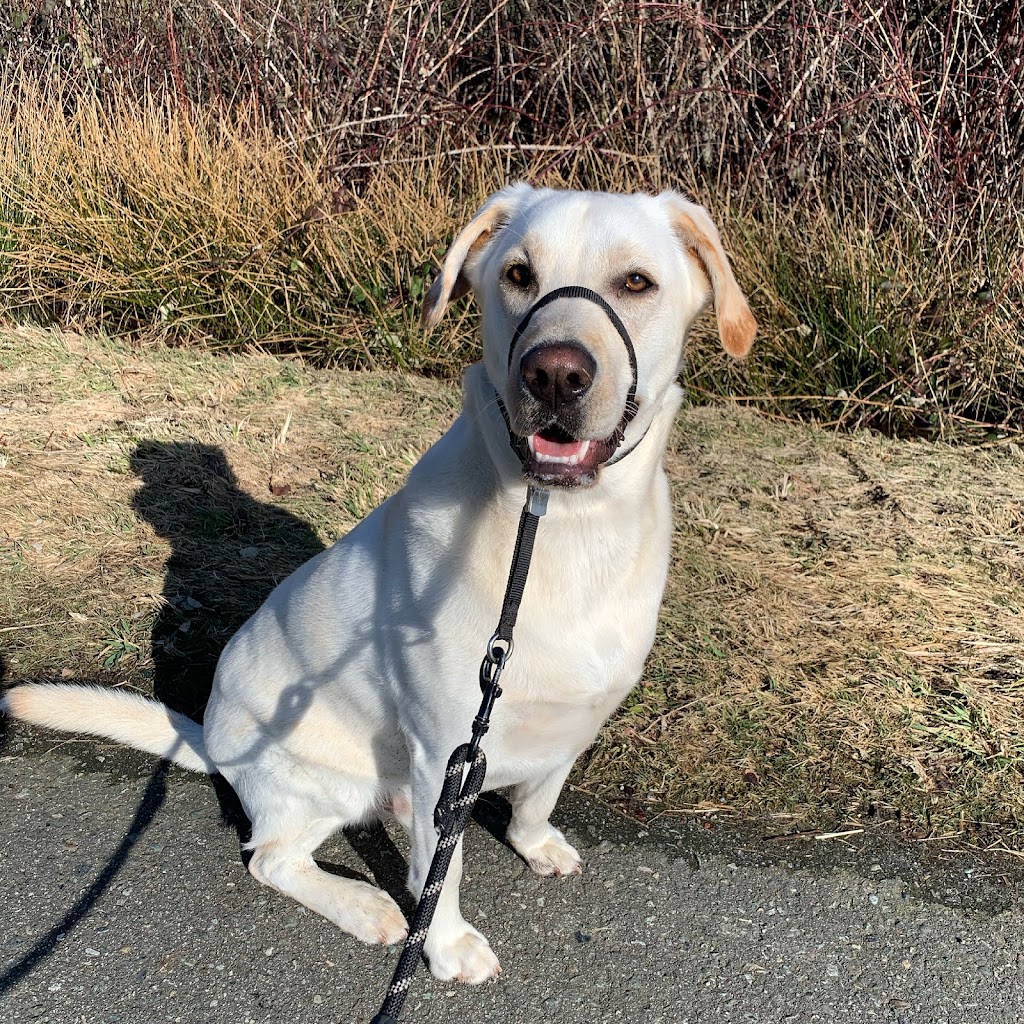 Underdog K9 Services | 6781 188 St, Surrey, BC V4N 0Z9, Canada | Phone: (604) 315-6652