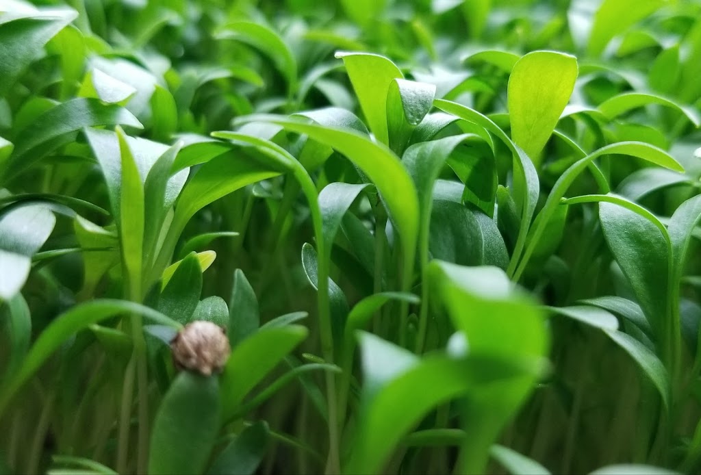 Perks Microgreens | 5872 Sycamore St, Duncan, BC V9L 3E4, Canada | Phone: (250) 216-2877