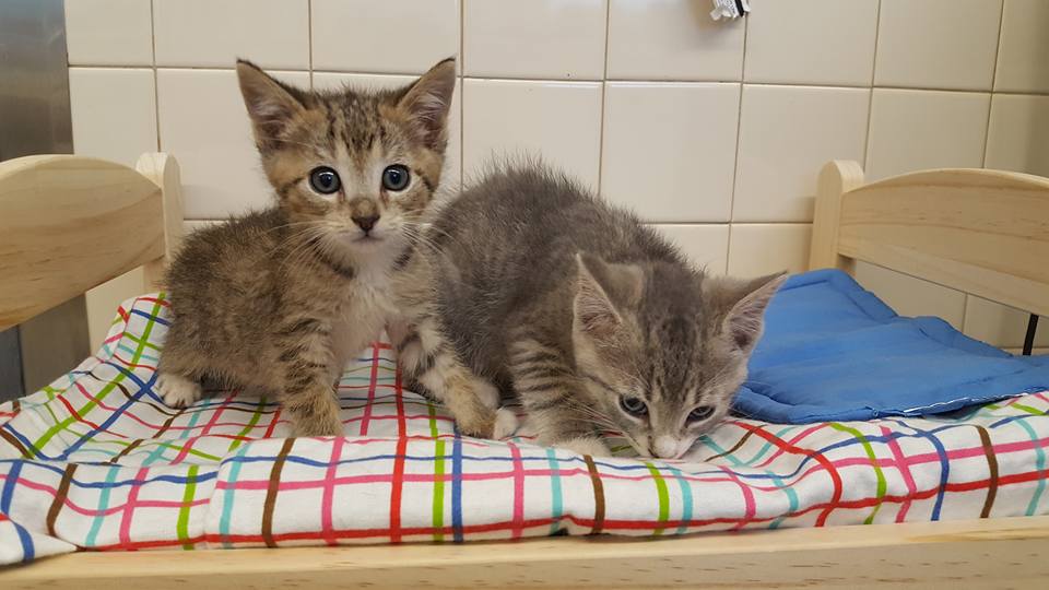 Pembina Veterinary Hospital | 400 Pembina Hwy, Winnipeg, MB R3L 2E7, Canada | Phone: (204) 452-9427