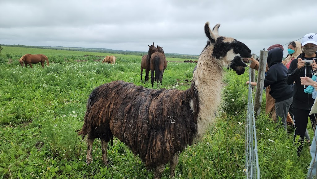 Moonlight Animal Sanctuary (Horse) | 69 Mitchell Rd, Cardigan, PE C0A 1G0, Canada | Phone: (902) 969-0397