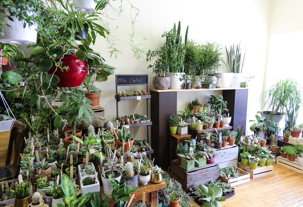 Fleuriste Abaca | 2565 Rue Beaubien E, Montréal, QC H1Y 1G4, Canada | Phone: (514) 729-4029