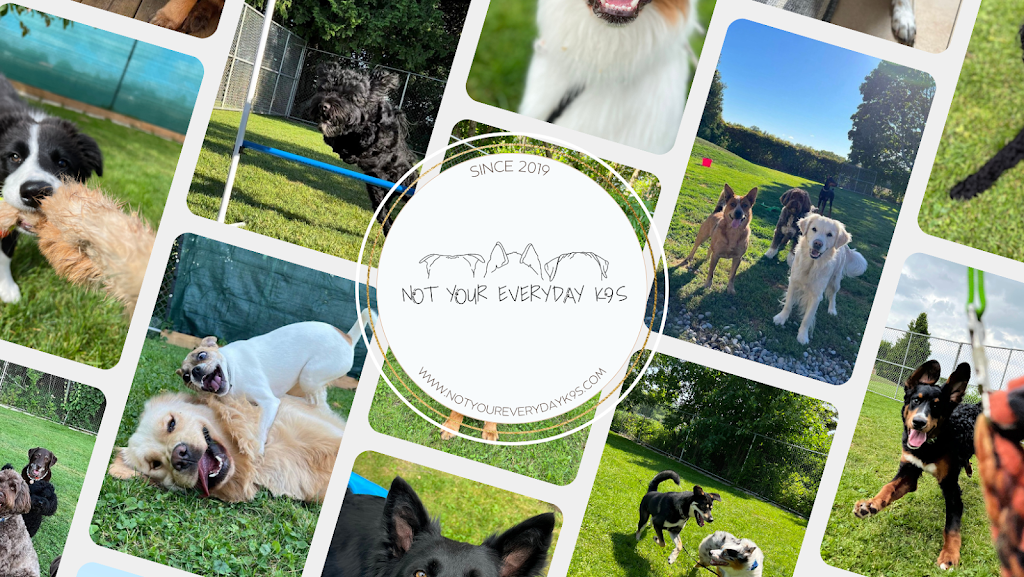 Not Your Everyday K9S | 121 Murphy Rd, Township Of Essa, ON L0M 1B1, Canada | Phone: (705) 816-3597