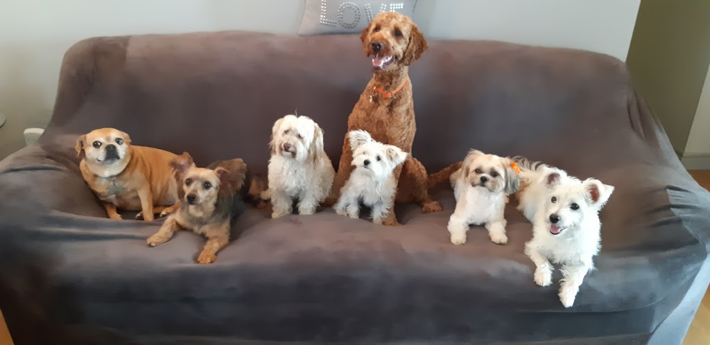 adorablepets.ca More Reviews Enter- "Adorable Pets Reviews" | 253 Eaglewood Blvd, Mississauga, ON L5G 1V9, Canada | Phone: (905) 990-1599