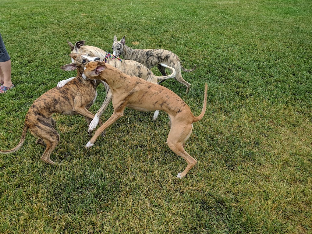 The Whippet Ranch | Twp., 7778 Side Rd 21, Alma, ON N0B 1A0, Canada