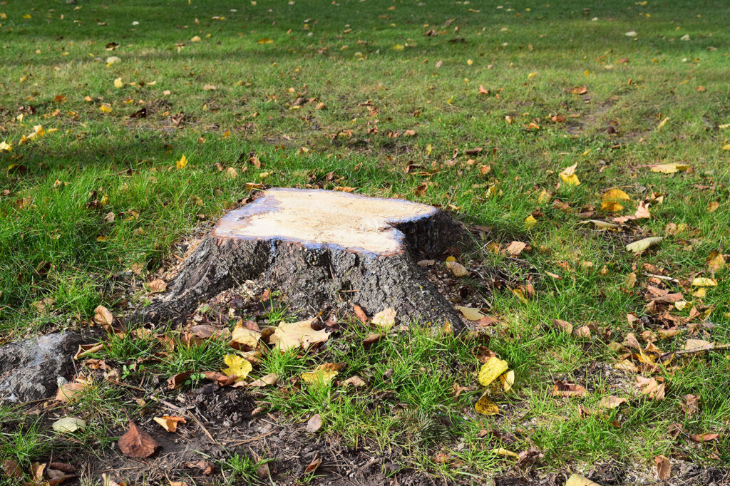 Ridgetop Tree Service | 385741 New Durham Rd, Burgessville, ON N0J 1C0, Canada | Phone: (519) 532-3613
