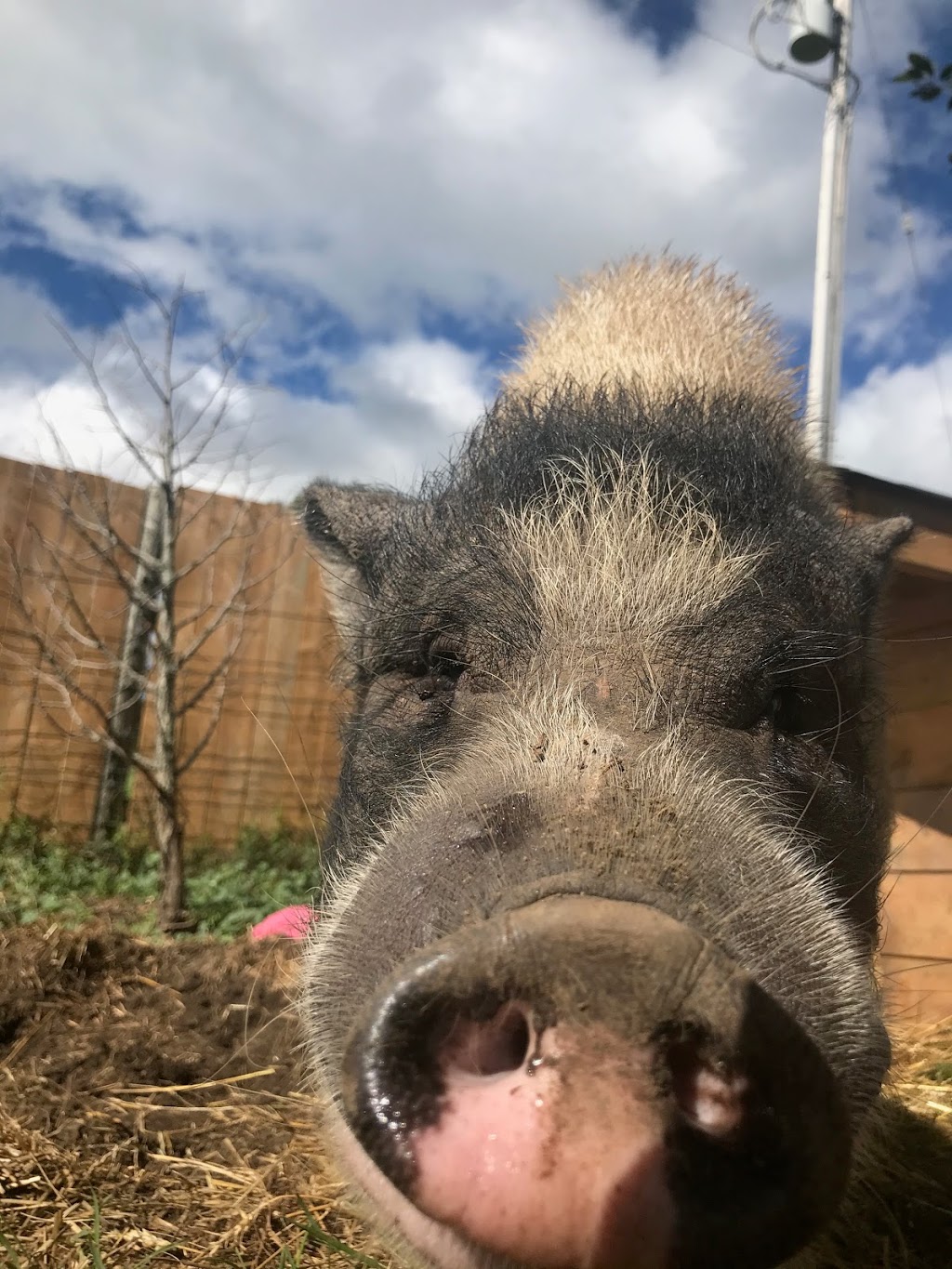 Dara Farm Sanctuary | 2321 Talbot Trail, Wheatley, ON N0P 2P0, Canada | Phone: (519) 331-6907