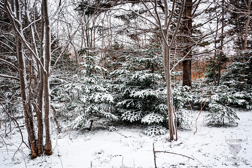 Iridescent Imagery | 24B Irving St, Dartmouth, NS B2W 1J9, Canada | Phone: (902) 412-1845