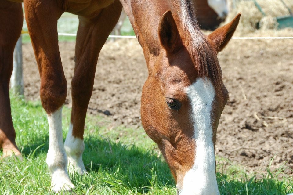 Kings Galeón Breeding & Sales | Middletown Rd, Puslinch, ON N0B 2J0, Canada | Phone: (905) 520-9040