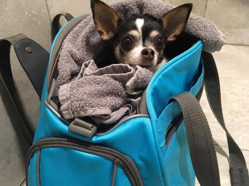 Kanata Lakes Animal Clinic | Unit: Y5A, 145, Roland Michener Dr, Kanata, ON K2T 1G7, Canada | Phone: (613) 271-2323
