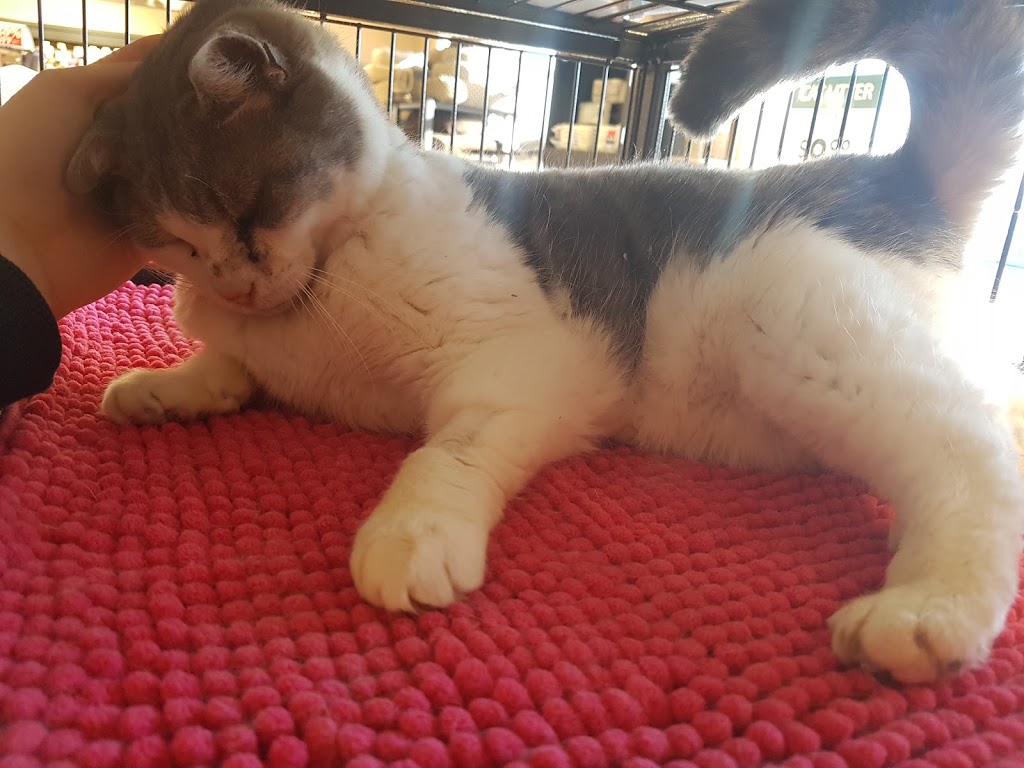 Pet Valu | 165 Mitchell Rd S, Listowel, ON N4W 3K9, Canada | Phone: (519) 291-2050