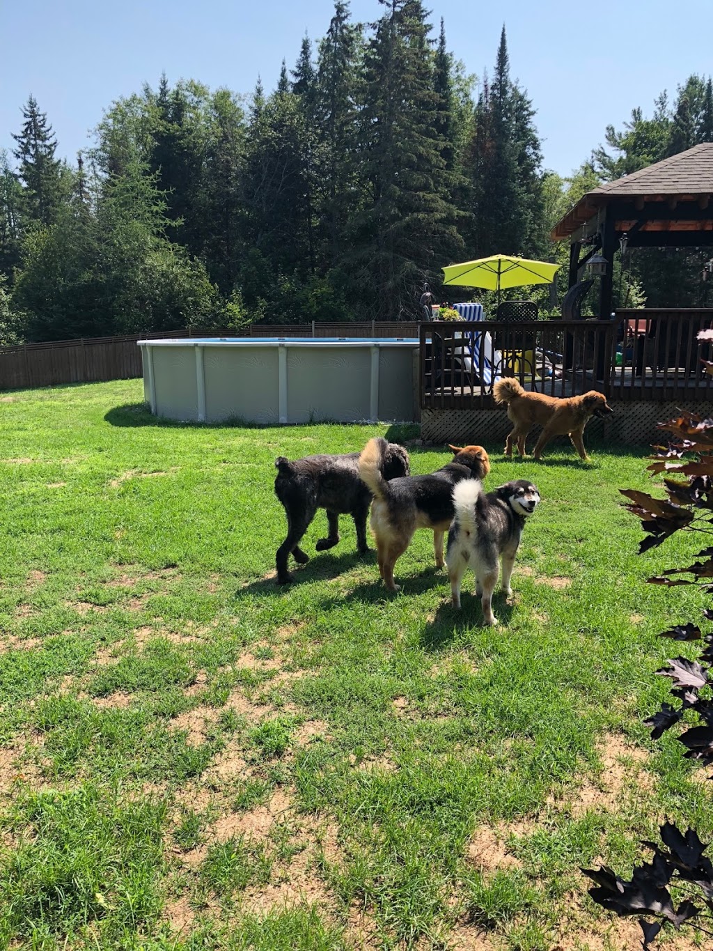 Muskoka Pet Lodge | 2198 Brunel Rd, Huntsville, ON P1H 2J3, Canada | Phone: (705) 787-0183