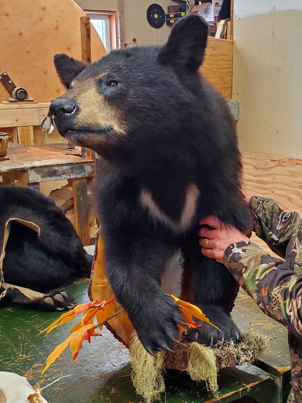 Taxidermie Asselin | 440 Av. Royale, Saint-Tite-des-Caps, QC G0A 4J0, Canada | Phone: (418) 823-2733