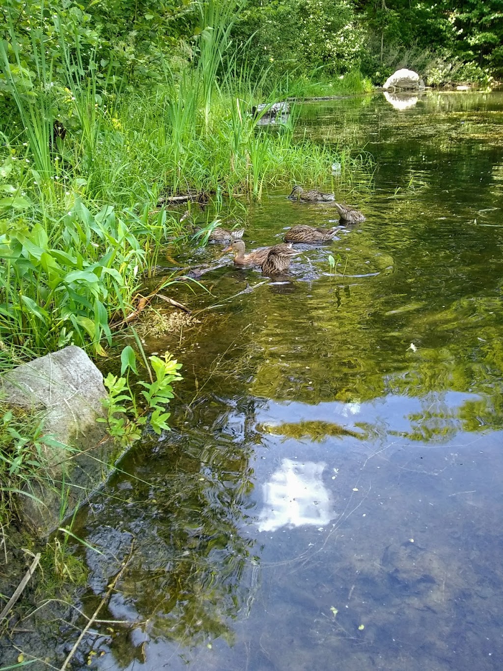 Lake Claude Park | 1061 Rue de la Canardière, Saint-Jérôme, QC J5L 0B3, Canada | Phone: (450) 431-1239