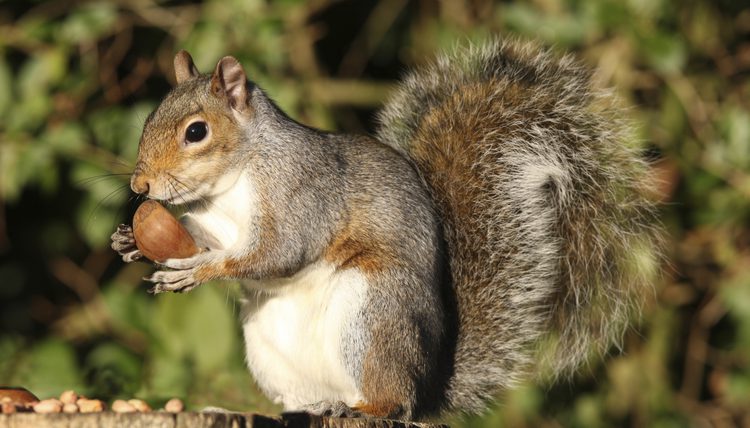 Top line pest control | 15677 98 Ave, Surrey, BC V4N 2W9, Canada | Phone: (604) 551-6504