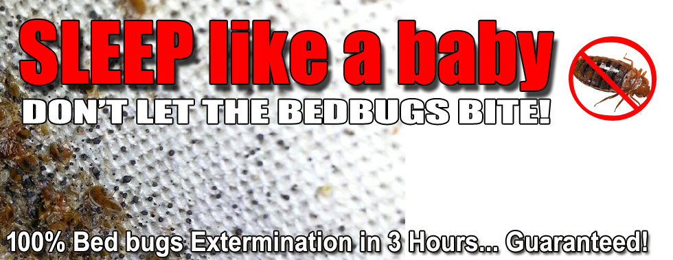 Bed Bug Exterminator Hamilton | 2 Grant Blvd, Dundas, ON L9H 4N9, Canada | Phone: (416) 899-3719