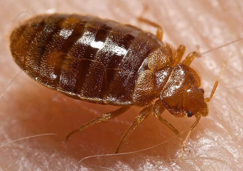 Progressive Pest Control | 31 Wiltshire Dr, Brantford, ON N3R 5B1, Canada | Phone: (226) 201-3749