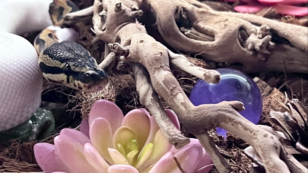 Lady Balls Rescue (Ball Python Rescue & Rehabilitation) | 4 Bridgewater Ct, Hamilton, ON L8J 0B8, Canada | Phone: (905) 870-2844
