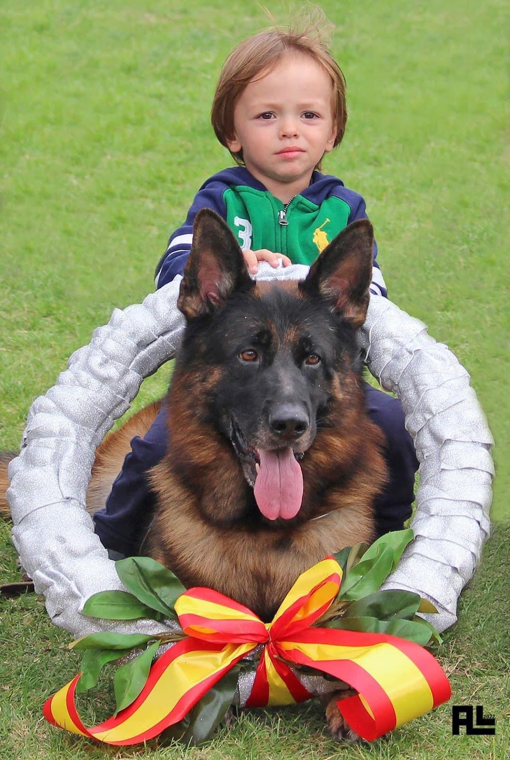Dei Precision German Shepherds | 1233 Kilbride St, Burlington, ON L7P 0H2, Canada | Phone: (416) 887-7778