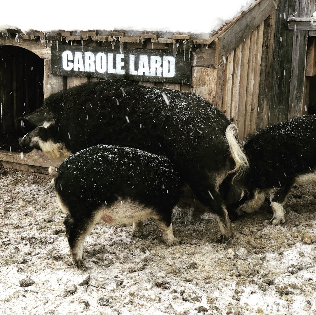 Mangalica Québec LA BÊTE NOIRE | 273 rang 1 est, Sainte-Christine, QC J0H 1H0, Canada | Phone: (819) 818-9391