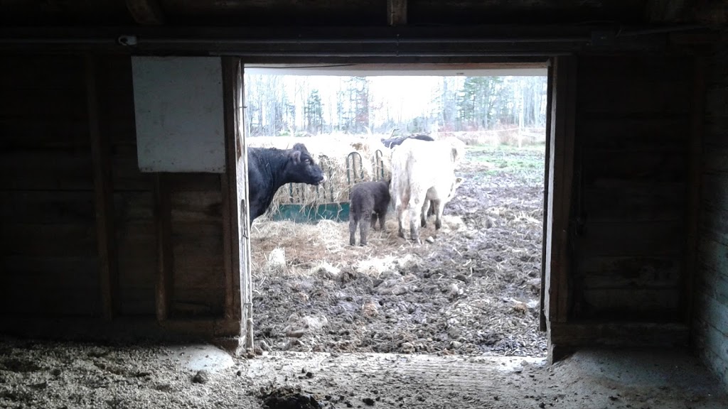 Patch of Heaven Pet Resort | 970 Jones Rd, Kentville, NS B4N 3V8, Canada | Phone: (902) 670-7846