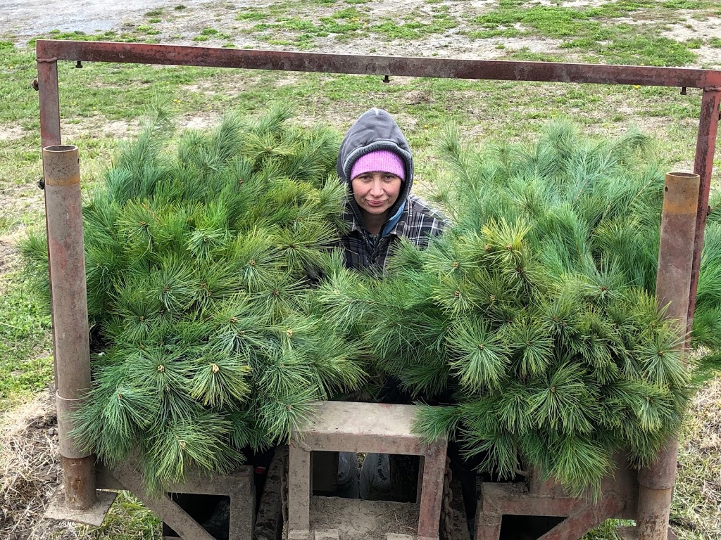 Davidson Tree Farms Ltd. | 4653 Concession Rd 4, Newtonville, ON L0A 1J0, Canada | Phone: (416) 833-5750
