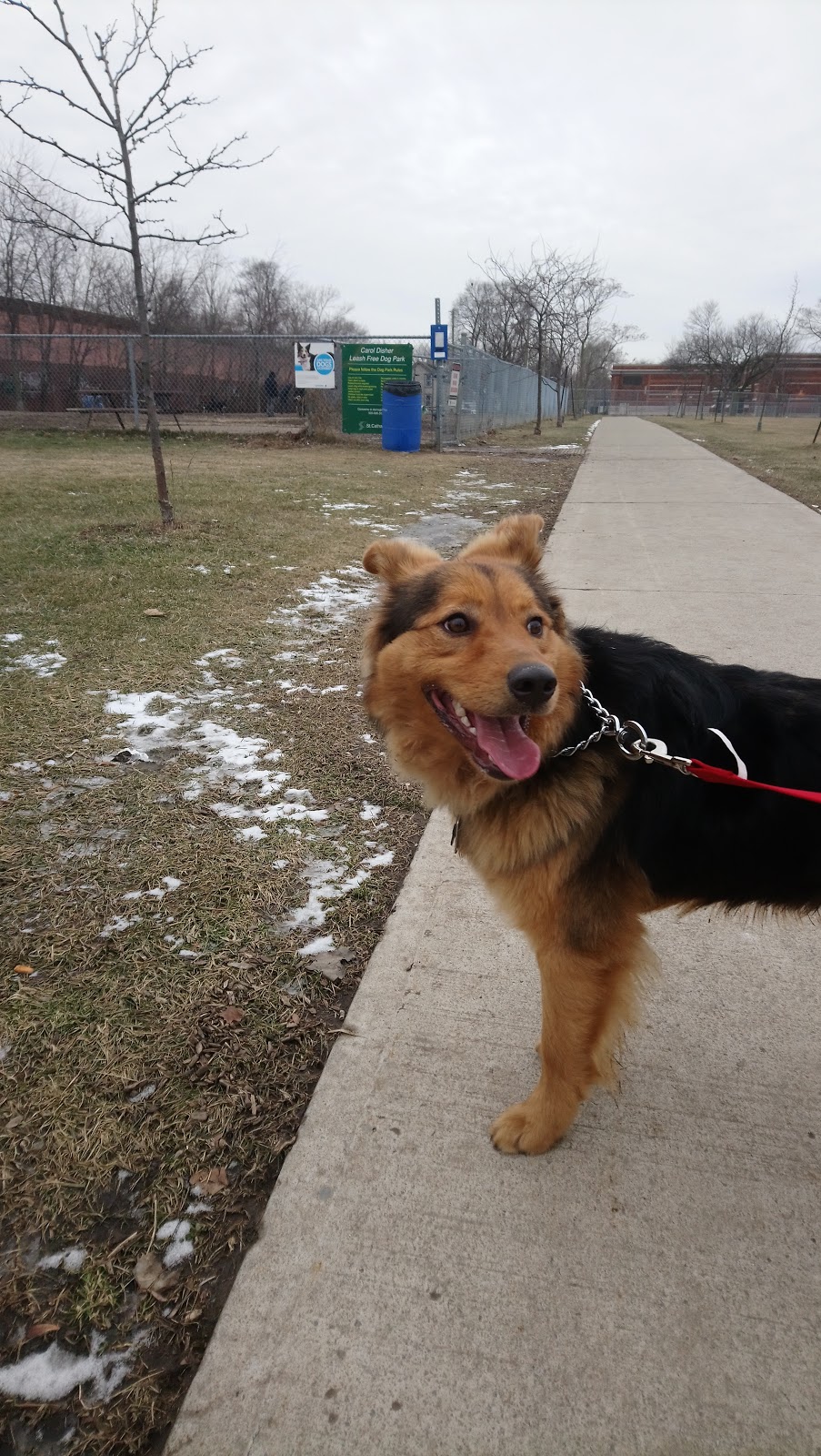 Carol Disher Leash Free Dog Park | 69 Catherine St, St. Catharines, ON L2R 7R5, Canada | Phone: (905) 688-5600