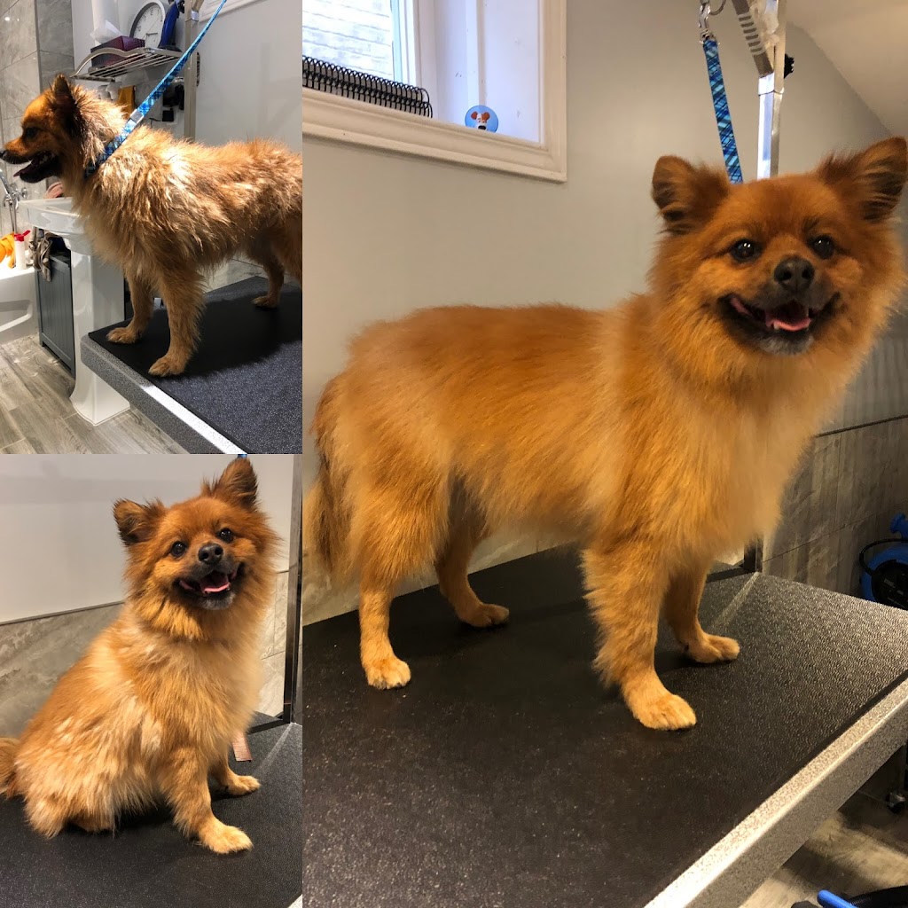 Scruff McGruff Day Spaw | 168 Coker Cres, Rockwood, ON N0B 2K0, Canada | Phone: (905) 702-2485