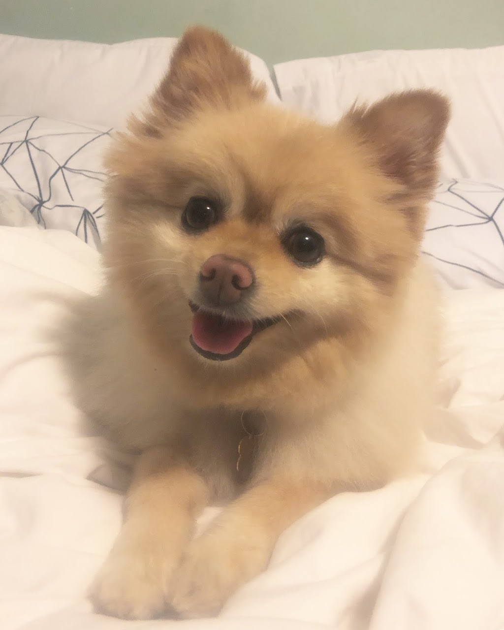 Kim Pet Hospital | 8362 Woodbine Ave, Markham, ON L3R 2N8, Canada | Phone: (905) 604-3105