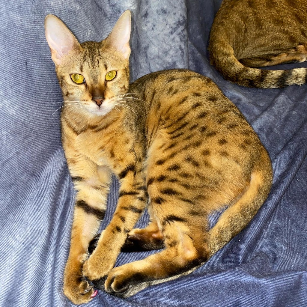 Exotik Cats | 274 Rte Ross, Saint-Patrice-de-Beaurivage, QC G0S 1B0, Canada | Phone: (581) 991-8511