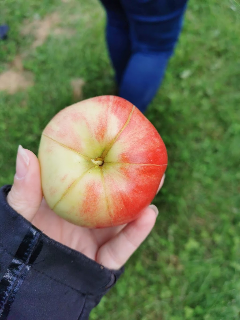 Cidrerie La Pomme du St-Laurent Inc | 503 Chemin Bellevue O, Cap-Saint-Ignace, QC G0R 1H0, Canada | Phone: (418) 246-5957