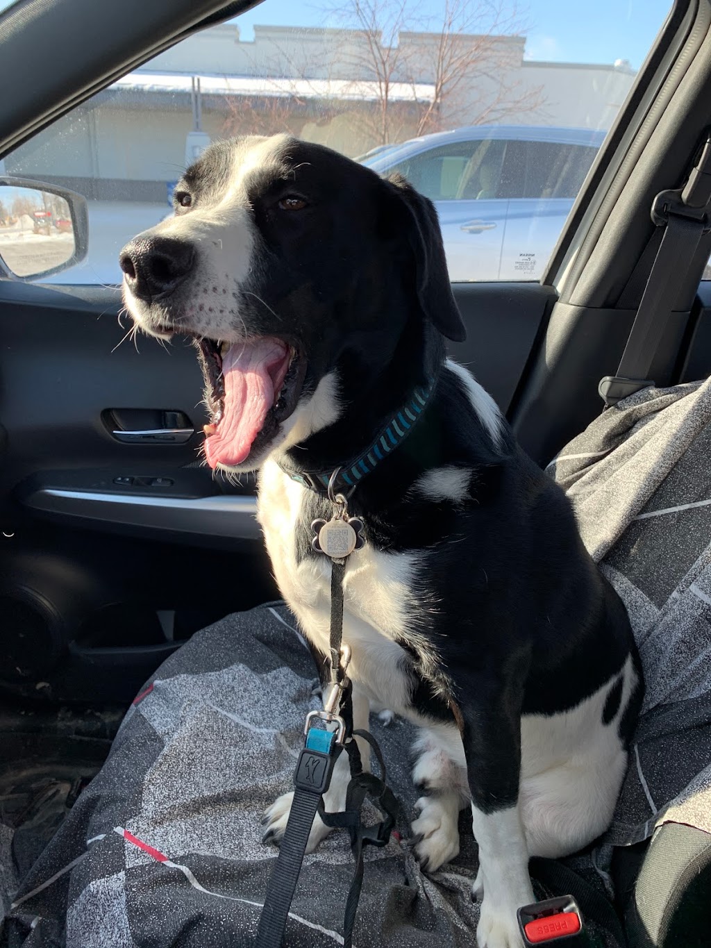 Wooftopia Dog Training and Recreation Centre | 25 Otter St, Winnipeg, MB R3T 0M7, Canada | Phone: (204) 477-9663