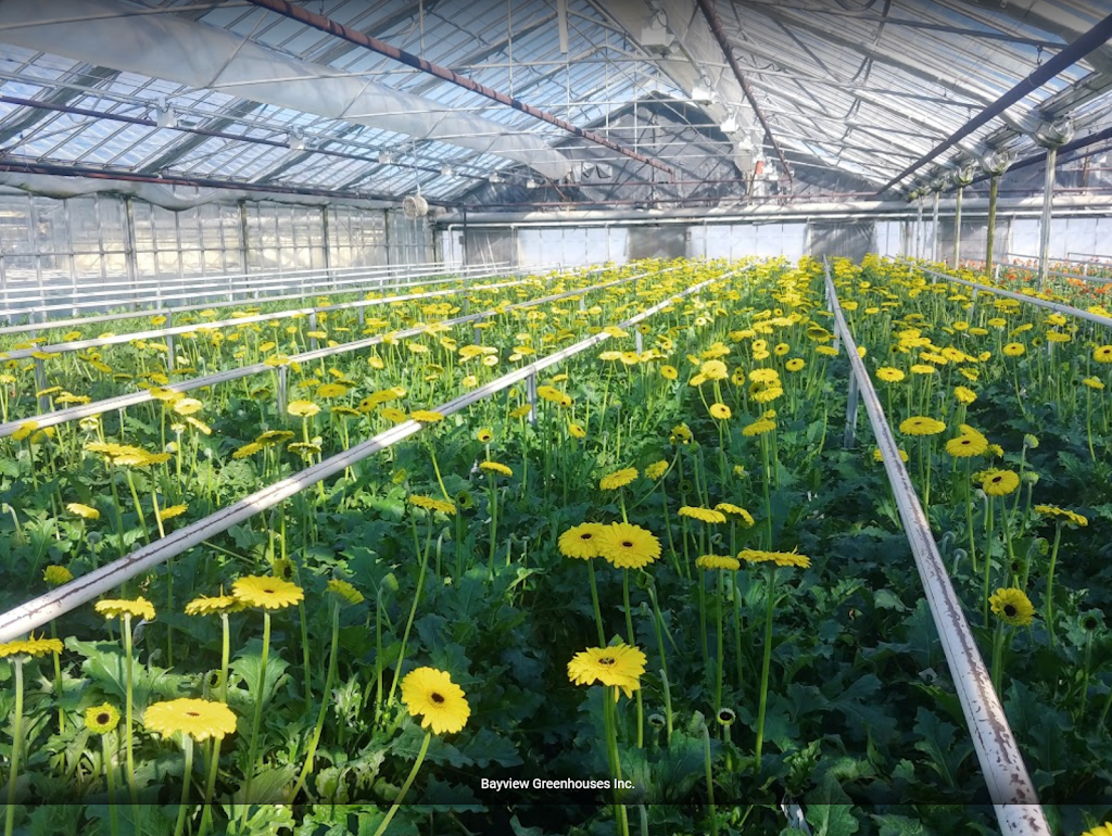 Bayview Greenhouses Inc. | 4250 Jordan Rd, Jordan Station, ON L0R 1S0, Canada | Phone: (905) 562-3617
