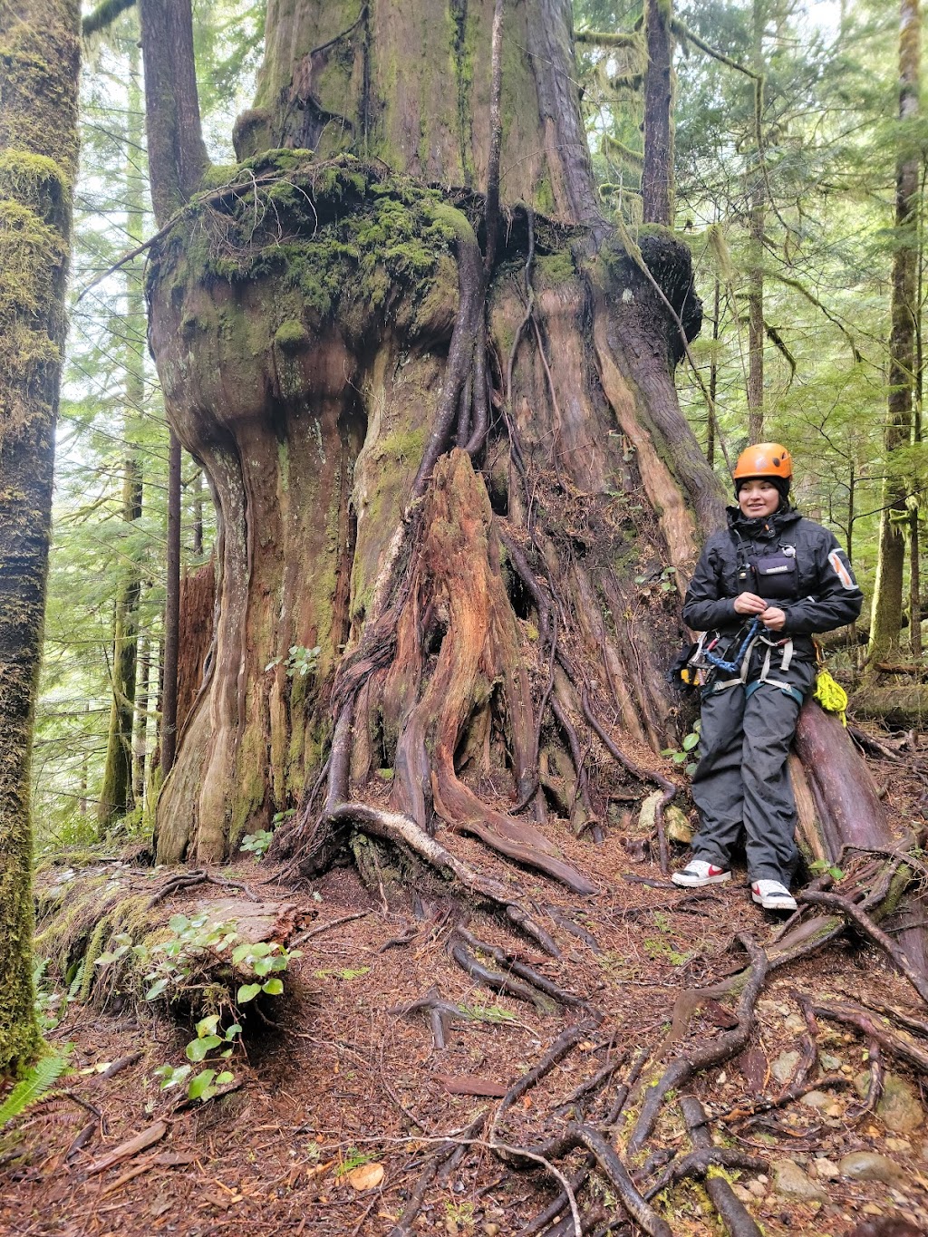 WestCoast WILD Zipline | 51861 Pacific Rim Hwy, Alberni-Clayoquot, BC V0R 2Z0, Canada | Phone: (877) 992-9453