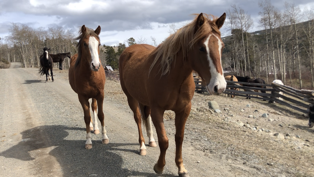 Chilko Lake Lodge | Chilko Lake, BC V0L 1W0, Canada | Phone: (604) 426-1178