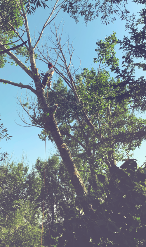 Arbs Tree Service | 56524 Range Rd 231, Sturgeon county, AB T0A 0K0, Canada | Phone: (780) 292-6481