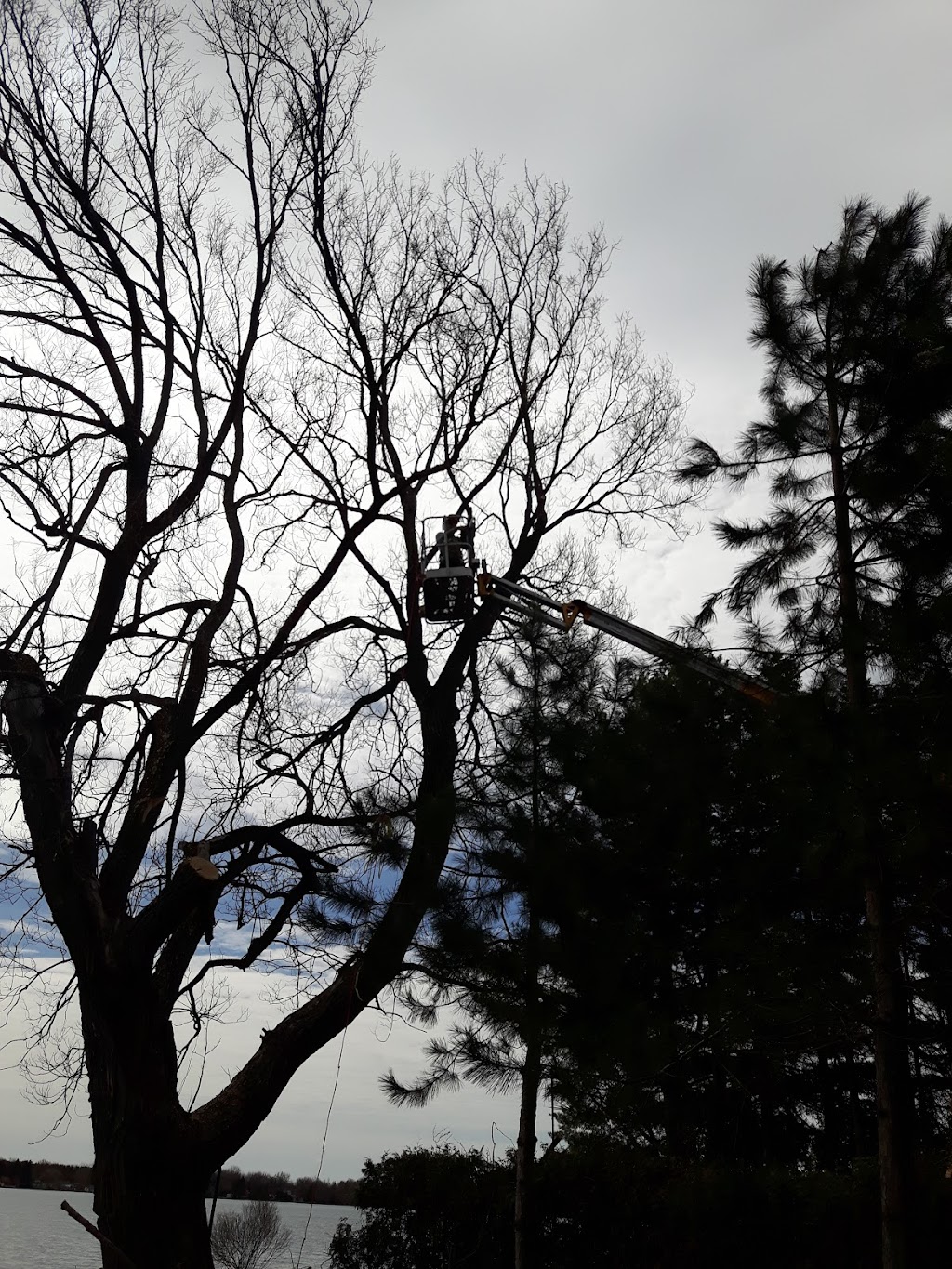 Arboriculture leforestier | 1041 Rang St Pierre, Hérouxville, QC G0X 1J0, Canada | Phone: (819) 383-4066