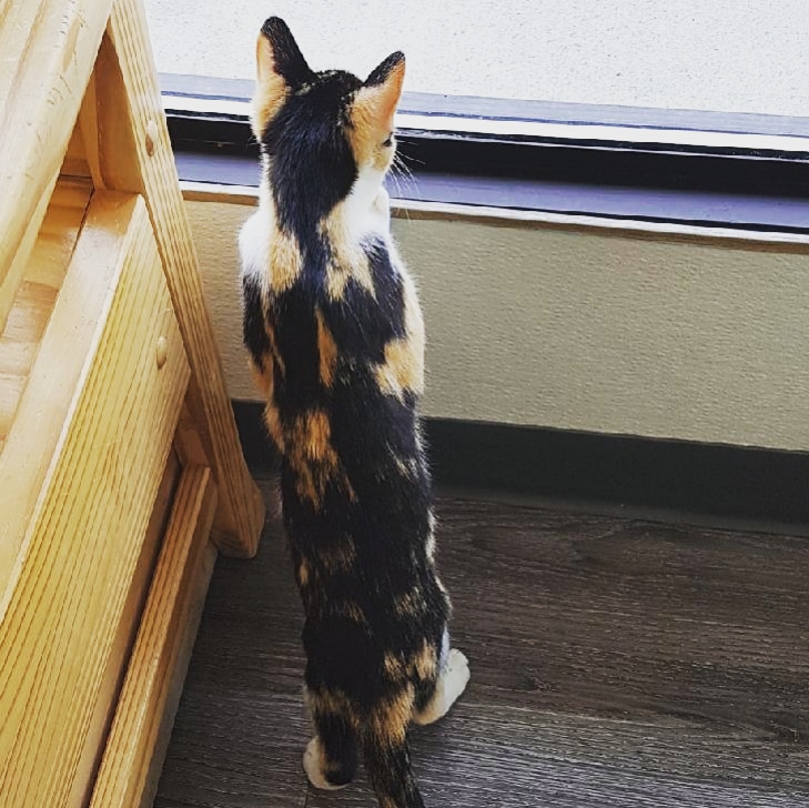 Killarney Cat Hospital | 3315 26 Ave SW, Calgary, AB T3E 0N2, Canada | Phone: (403) 246-1115