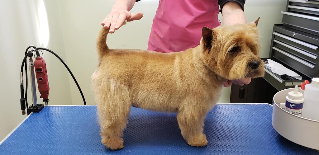 Kibbles n Clips | 485 Sackville Dr, Lower Sackville, NS B4C 2S1, Canada | Phone: (902) 865-5244