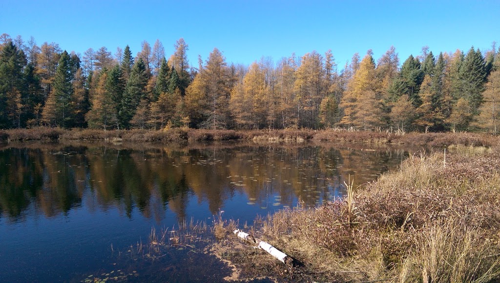 Sifton Bog | 1210 Oxford St W, London, ON N6H 4N2, Canada | Phone: (519) 661-4500