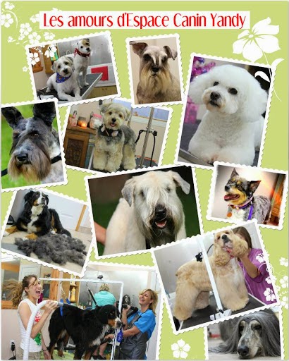 Espace Canin Yandy | 1009 Grand Rang St François, Saint-Pie, QC J0H 1W0, Canada | Phone: (450) 772-6771
