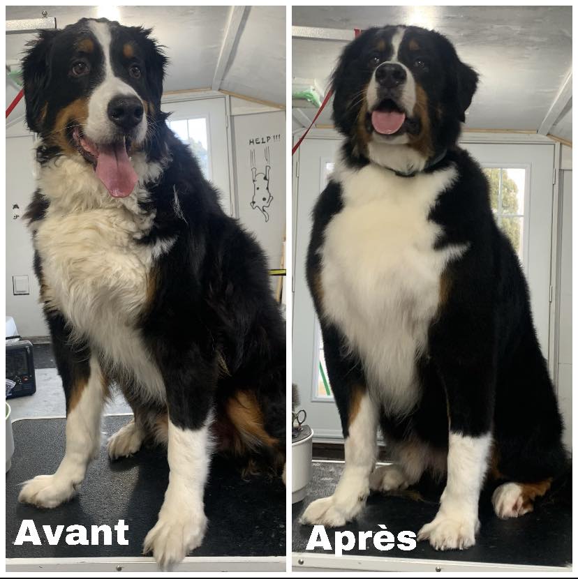 La boîte à 4 pattes | 2385 2e Rang E, Sainte-Croix, QC G0S 2H0, Canada | Phone: (581) 888-6744