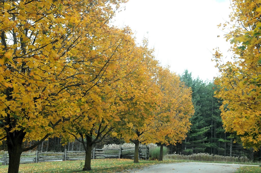 Someday Farm Equestrian Centre | 5192 Winston Churchill Blvd, Erin, ON L0P 1N0, Canada | Phone: (519) 927-9444