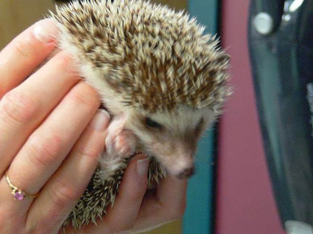 Best Friends Animal Hospital | 100-2355 McGillivray Blvd., Winnipeg, MB R3Y 0A1, Canada | Phone: (204) 269-4451
