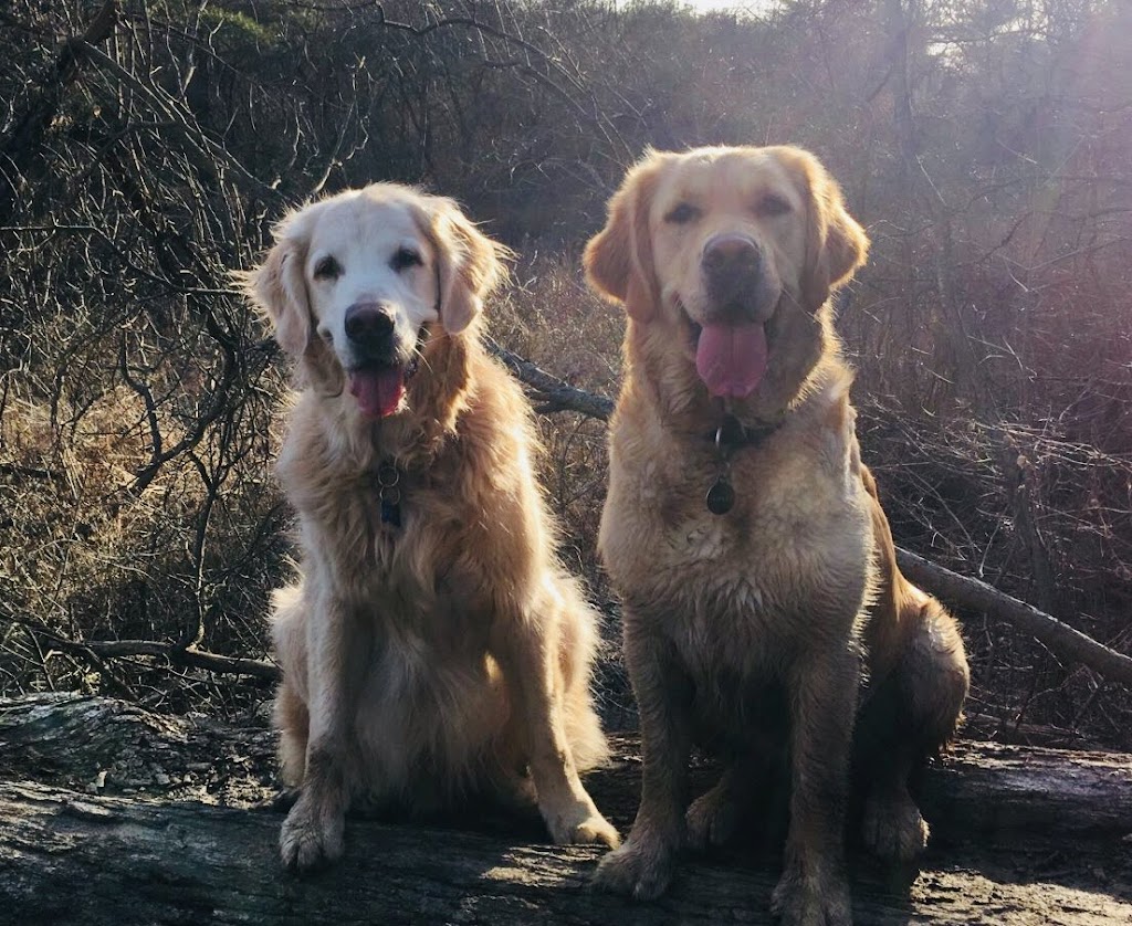 Doc Pawsitive Professional Pet Care Services | 264 ON-5, Dundas, ON L9H 5E2, Canada | Phone: (905) 630-2029