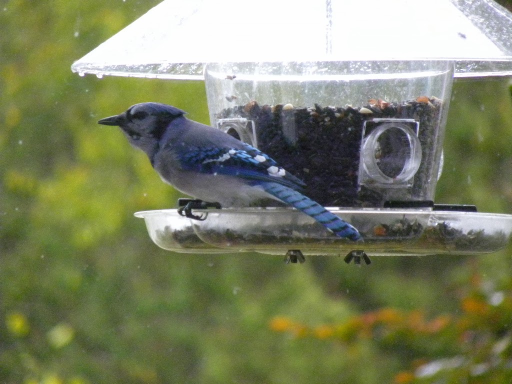 Porters Hill Wild Bird Seed co. | 34477 Mill Rd, Bayfield, ON N0M 1G0, Canada | Phone: (519) 565-5959