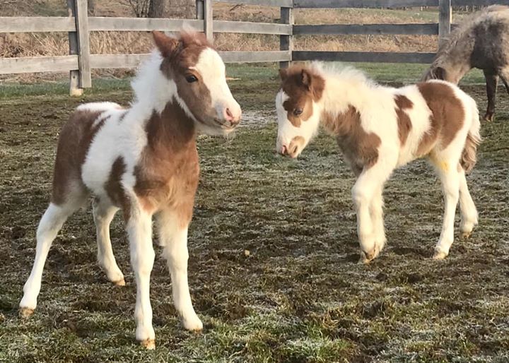 Silver Willow Farm Rescue | 528375, Side Rd 5, Mansfield, ON L0N 1M0, Canada | Phone: (705) 440-6160