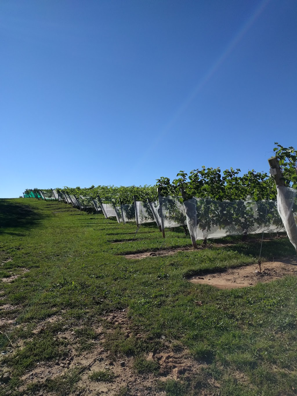 Sainte-Famille Wines Ltd | 11 Dudley Park Ln, Falmouth, NS B0P 1L0, Canada | Phone: (800) 565-0993