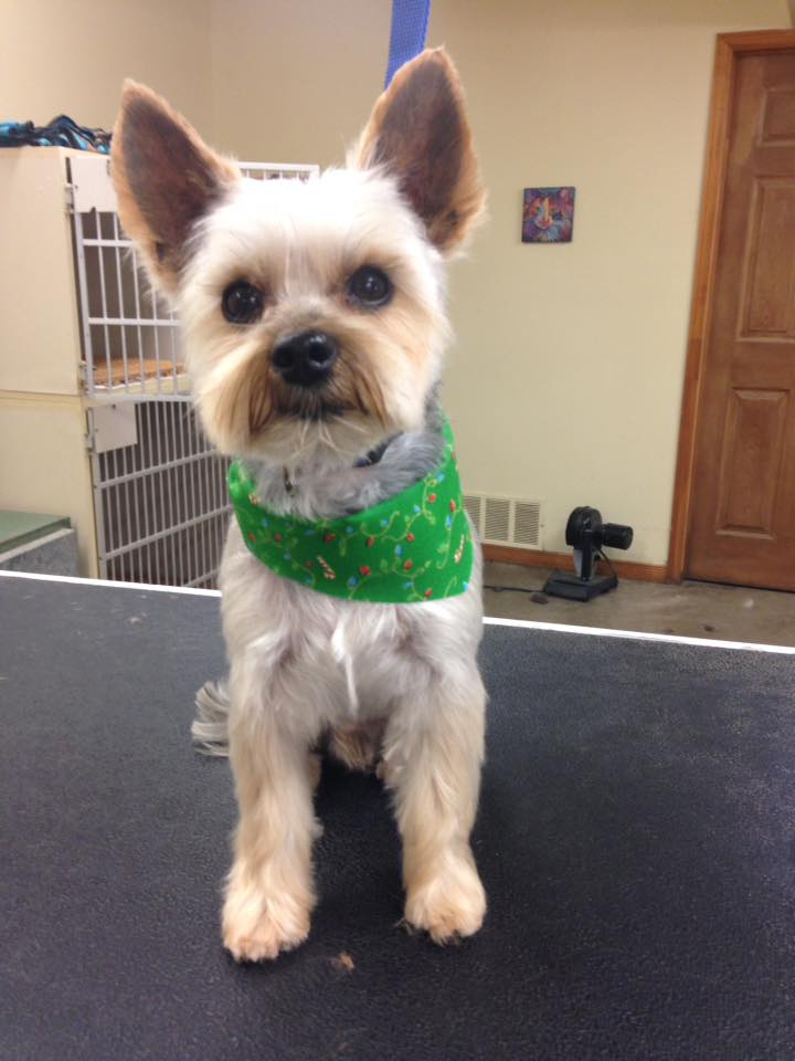 The Clip Joint Dog Grooming | 3050 Rutledge Rd, Sydenham, ON K0H 2T0, Canada | Phone: (613) 376-6242