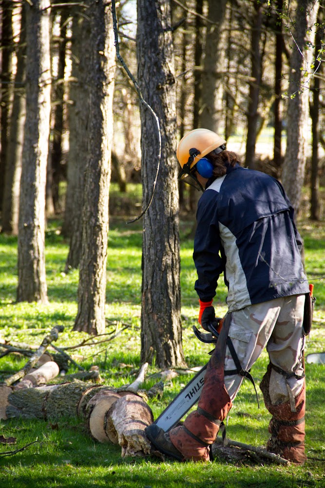 Metzger Tree Service | 196 McIntyre Dr unit 7, Kitchener, ON N2R 1H4, Canada | Phone: (519) 954-5649