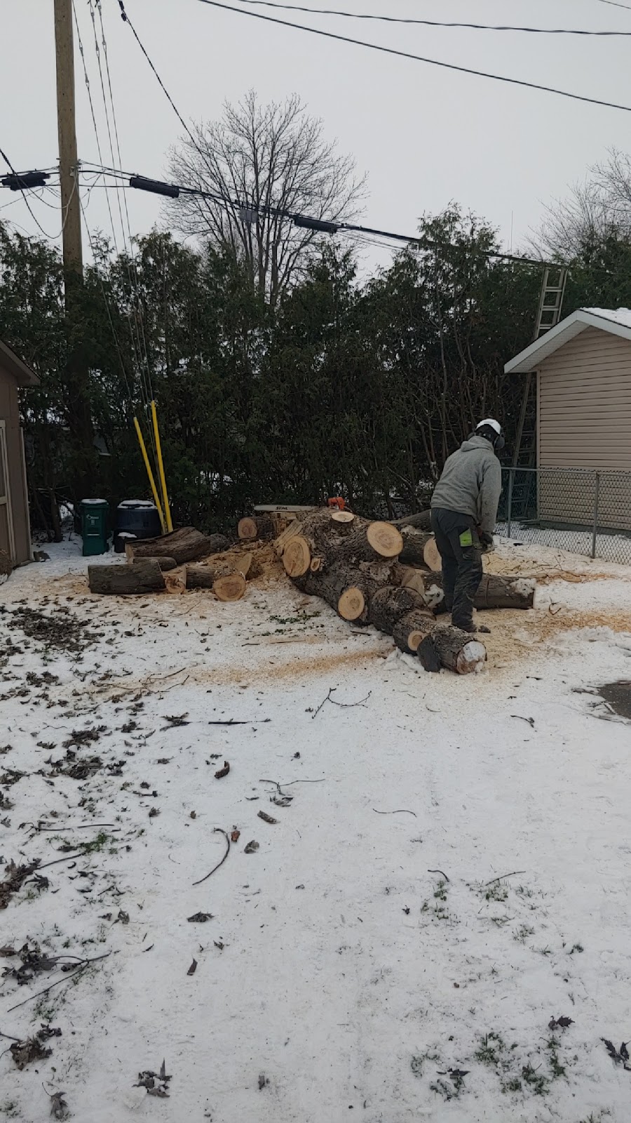 Tree Climbers | 5036 Thunder Rd, Carlsbad Springs, ON K0A 1K0, Canada | Phone: (613) 860-8733